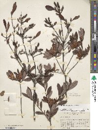 Rhododendron viscosum image