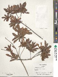 Rhododendron viscosum image