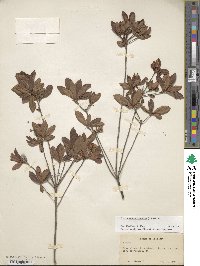 Rhododendron viscosum image