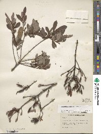 Rhododendron viscosum image