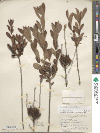 Rhododendron viscosum image