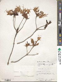 Rhododendron viscosum image