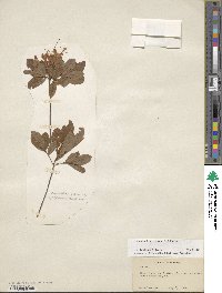 Rhododendron viscosum image