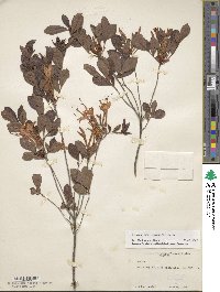 Rhododendron viscosum image