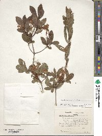 Rhododendron viscosum image