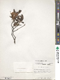 Rhododendron viscosum image