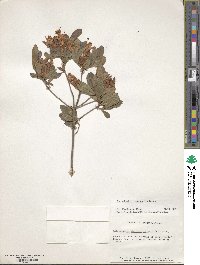 Rhododendron viscosum image