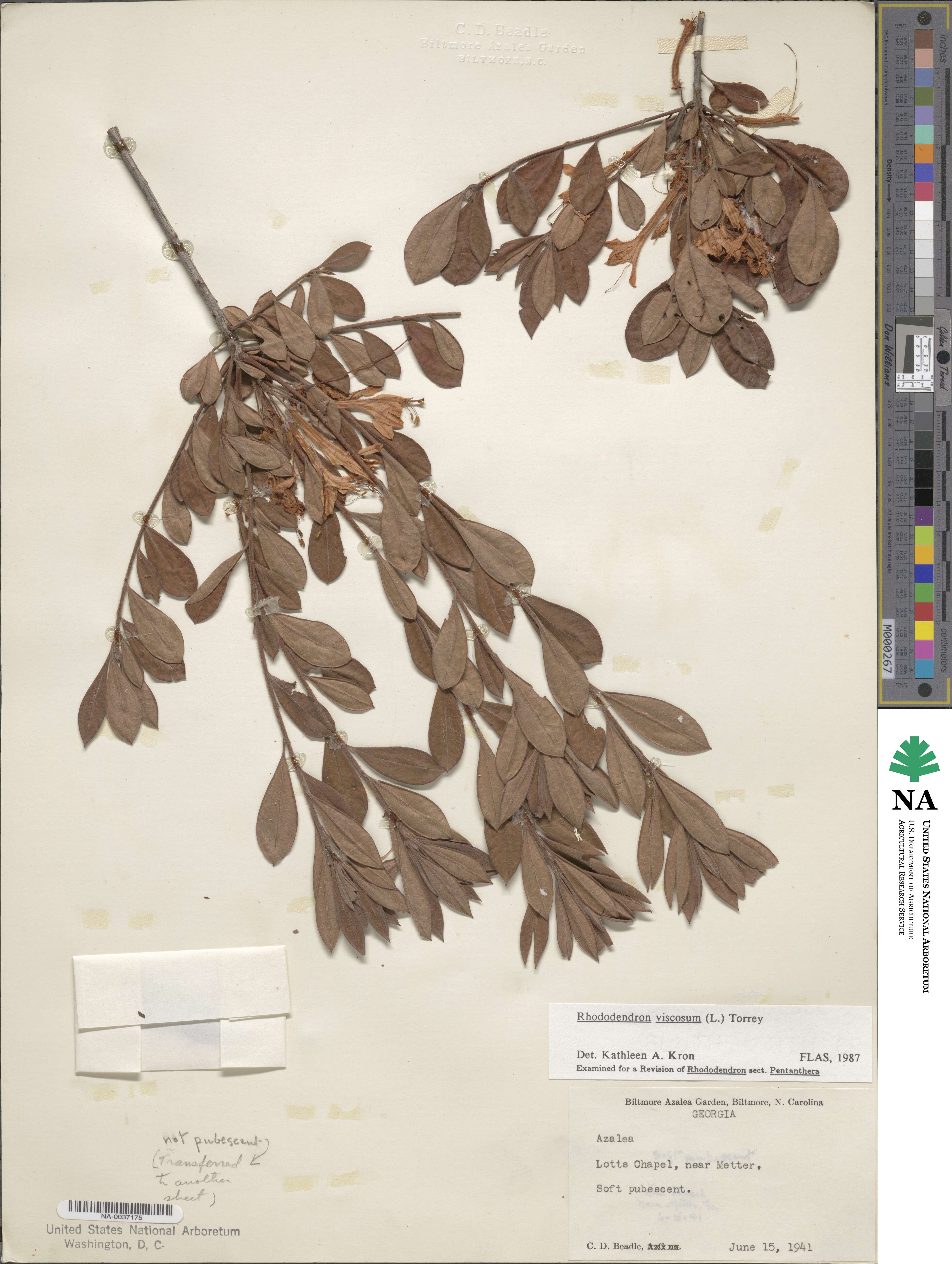 Rhododendron viscosum image