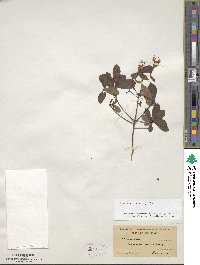 Rhododendron viscosum image