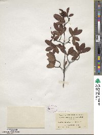 Rhododendron viscosum image