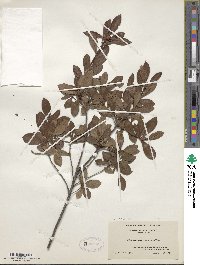 Rhododendron viscosum image