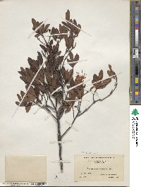 Rhododendron viscosum image