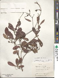 Rhododendron viscosum image