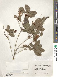 Rhododendron viscosum image