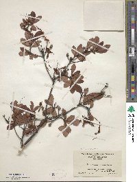 Rhododendron viscosum image