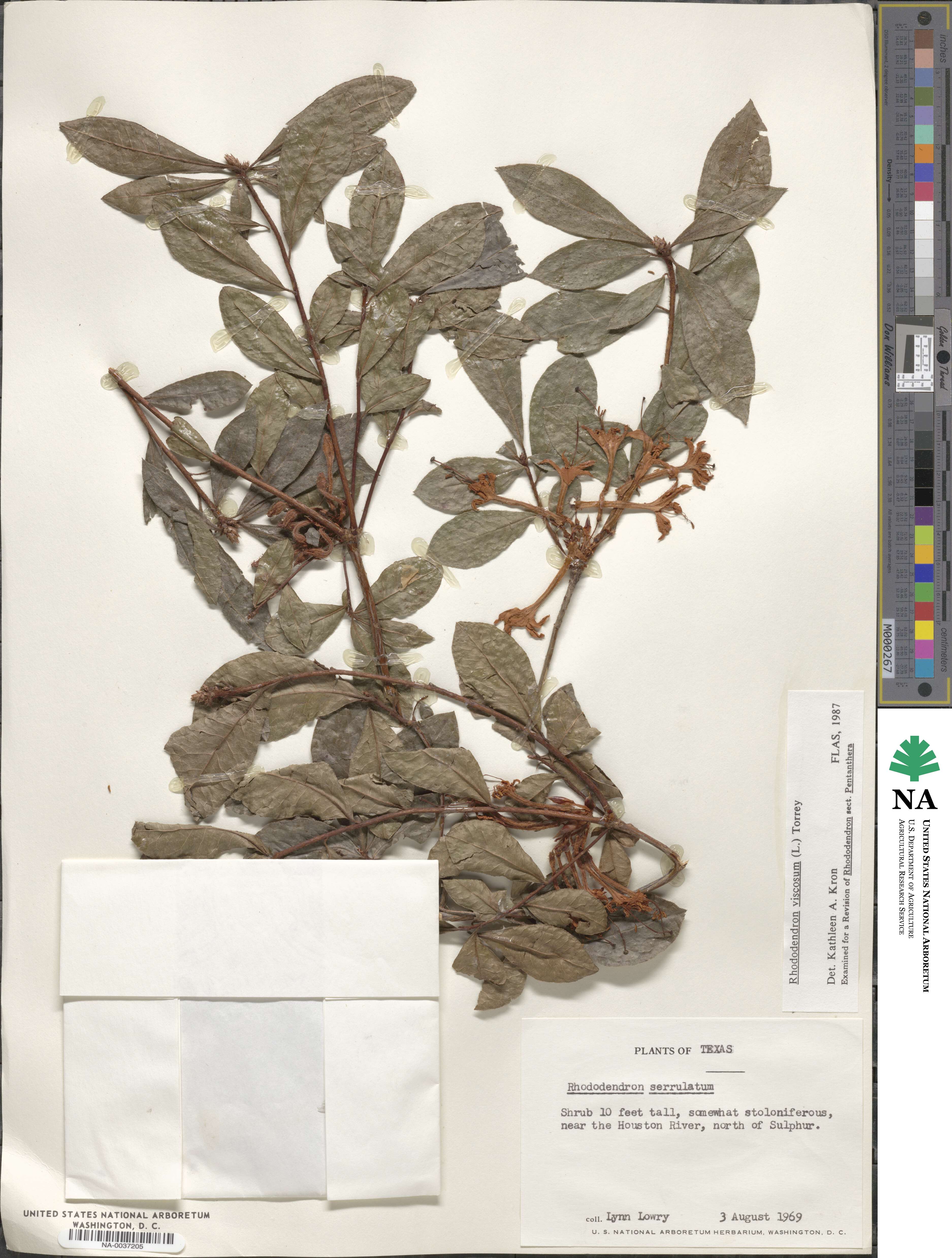 Rhododendron viscosum image