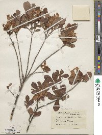 Rhododendron viscosum image