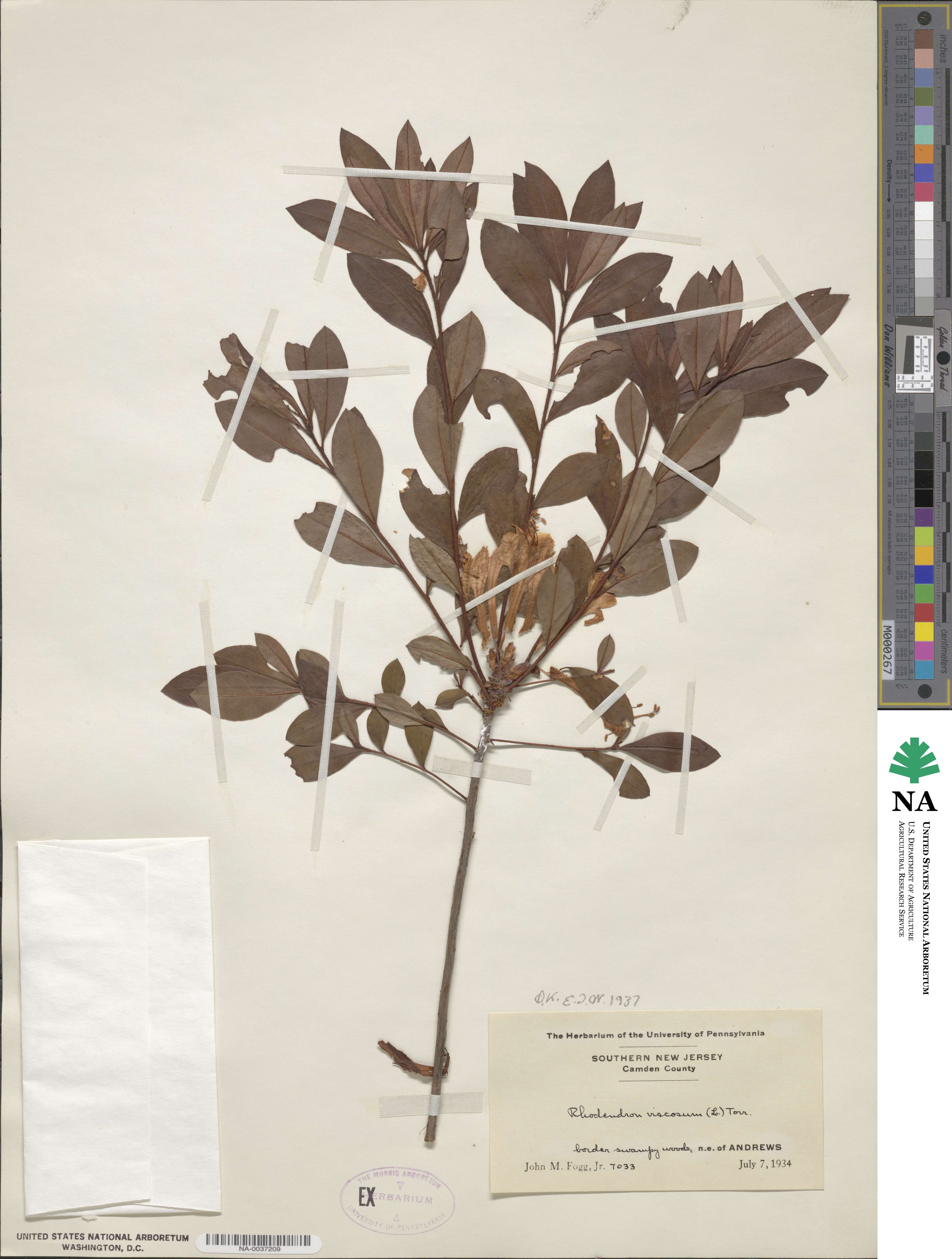 Rhododendron viscosum image