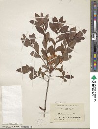 Rhododendron viscosum image