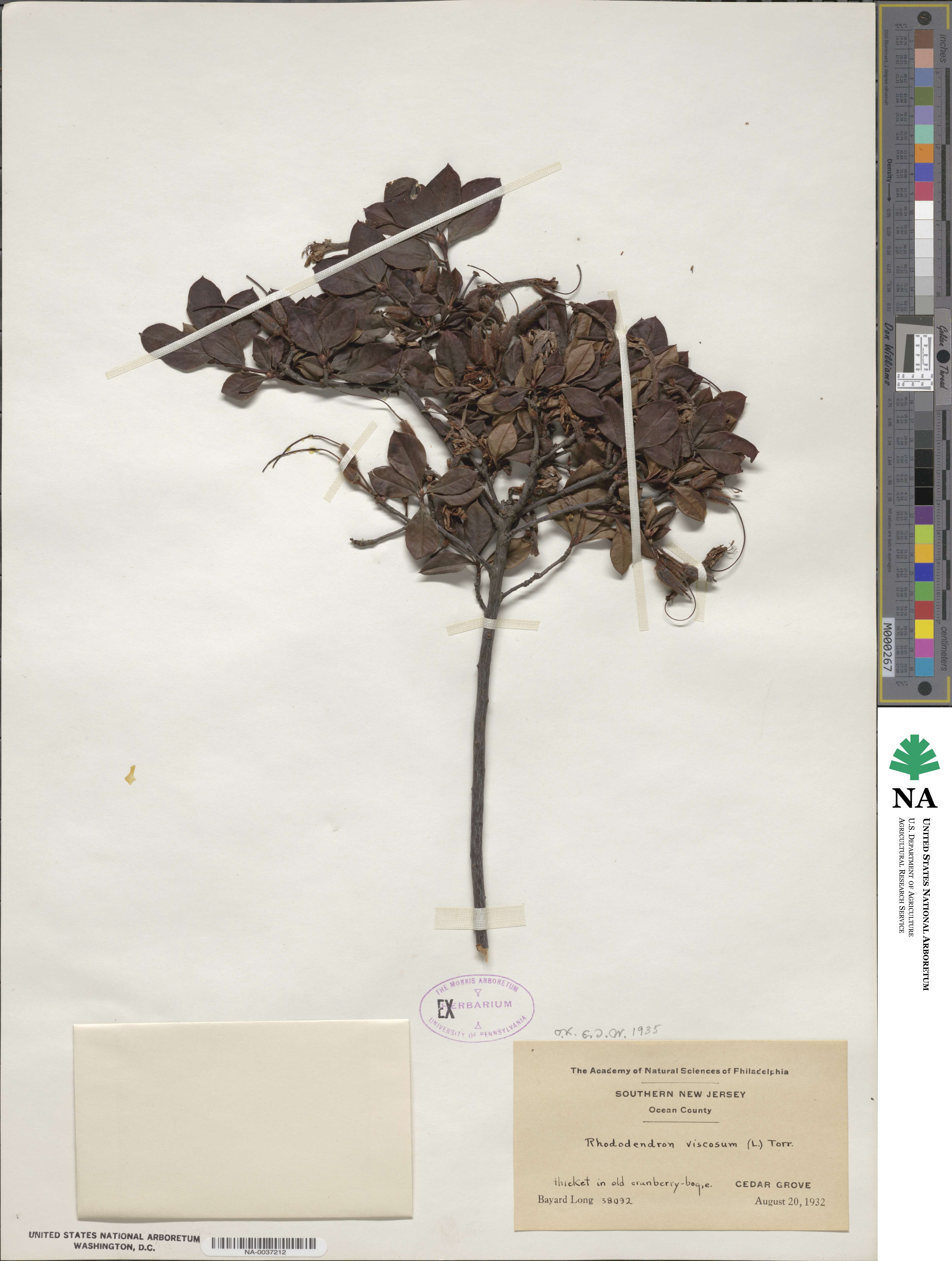 Rhododendron viscosum image