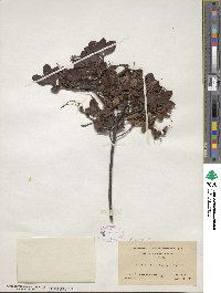 Rhododendron viscosum image