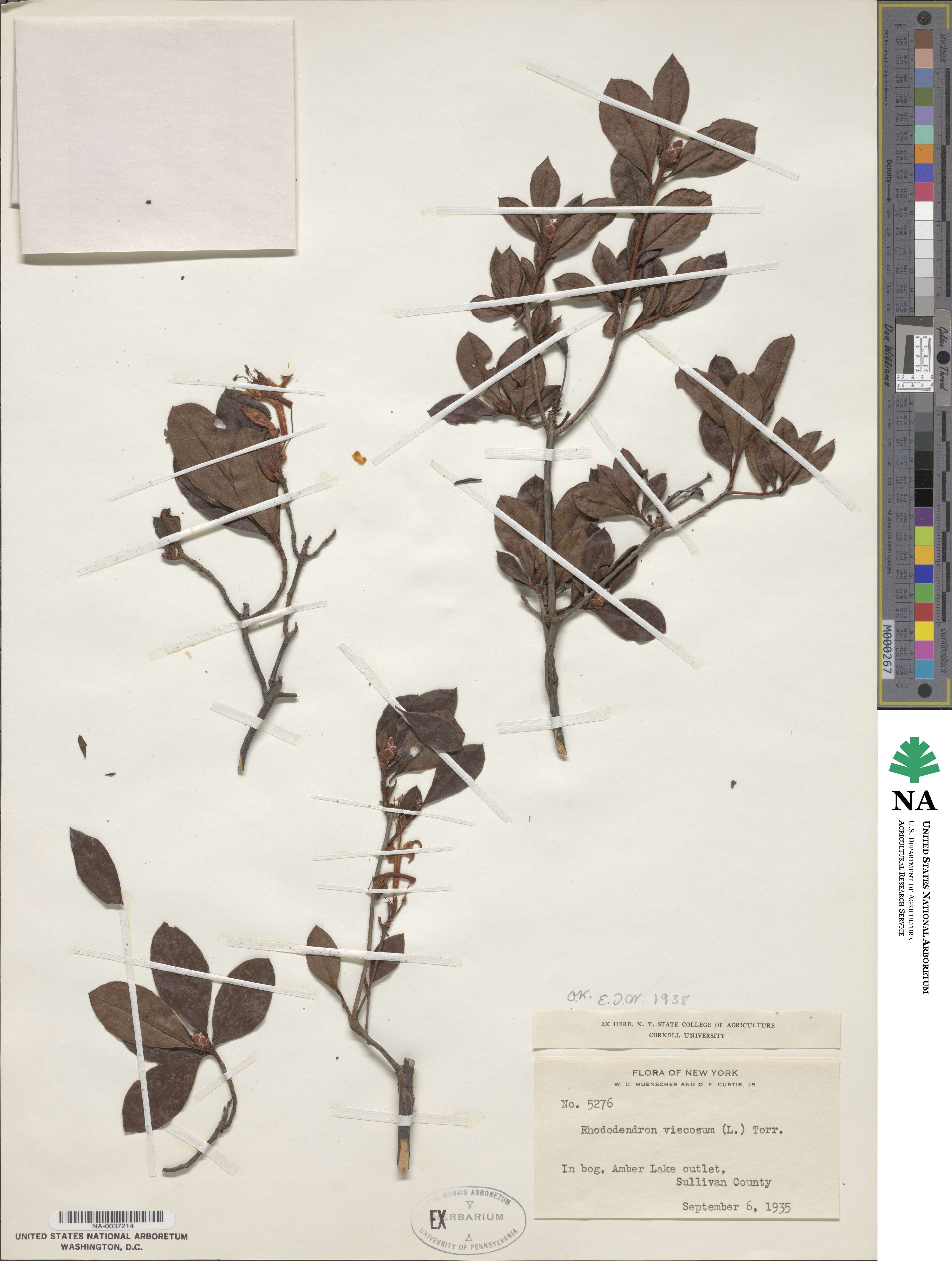 Rhododendron viscosum image
