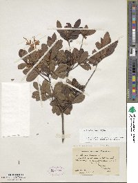 Rhododendron viscosum image