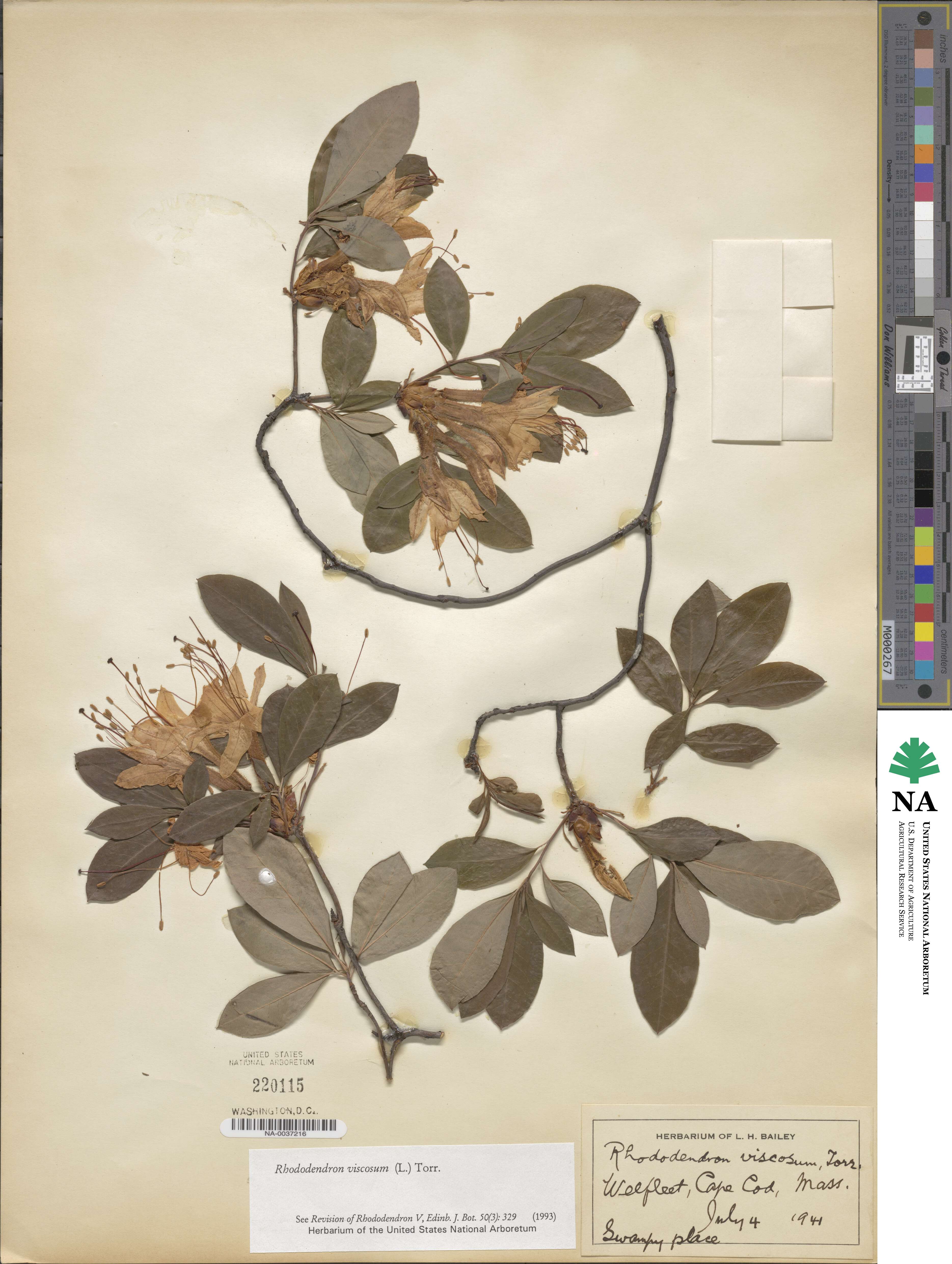 Rhododendron viscosum image