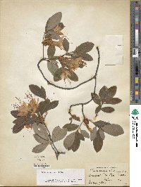 Rhododendron viscosum image