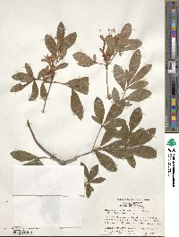 Rhododendron viscosum image