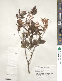 Rhododendron viscosum image