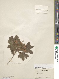 Rhododendron viscosum image