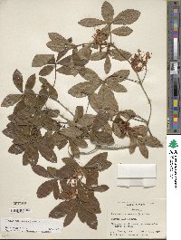 Rhododendron viscosum image