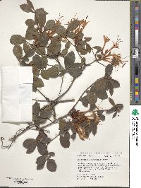 Rhododendron viscosum image