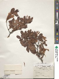 Rhododendron viscosum image