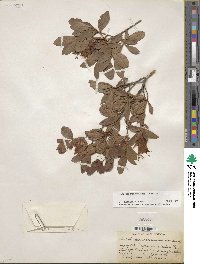 Rhododendron viscosum image