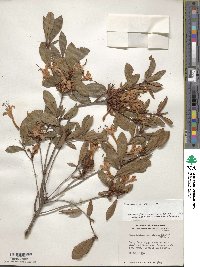 Rhododendron viscosum image