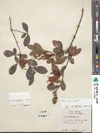 Rhododendron viscosum image