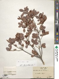 Rhododendron viscosum image