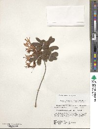 Rhododendron viscosum image