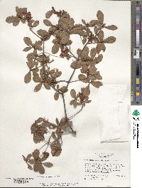 Rhododendron viscosum image