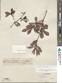 Rhododendron viscosum image