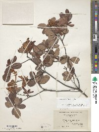 Rhododendron viscosum image