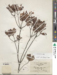 Rhododendron viscosum image