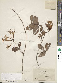 Rhododendron viscosum image