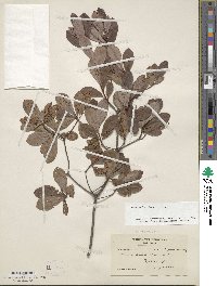Rhododendron viscosum image