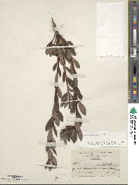 Rhododendron viscosum image