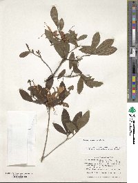 Rhododendron viscosum image