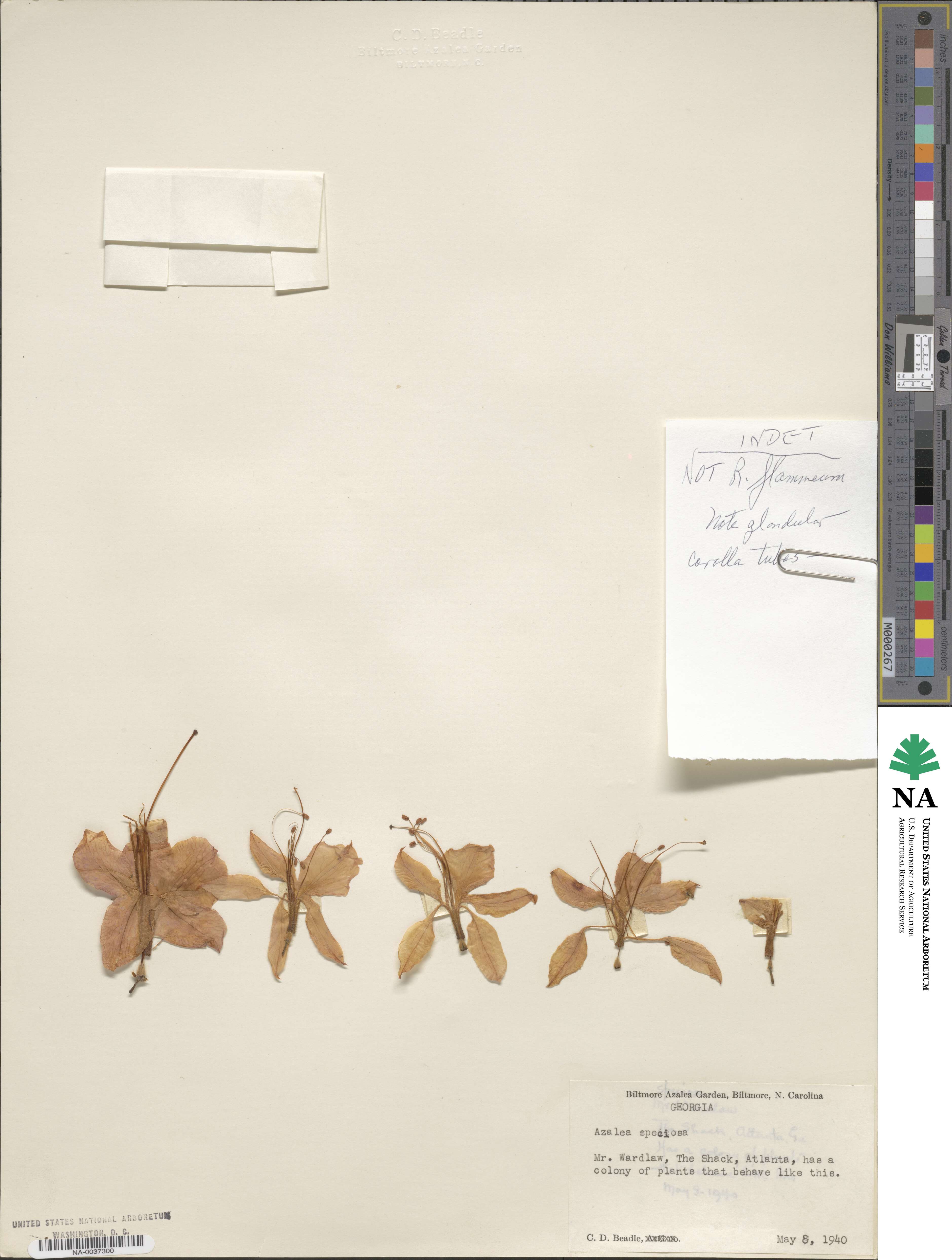 Rhododendron flammeum image