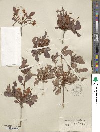 Rhododendron canescens image